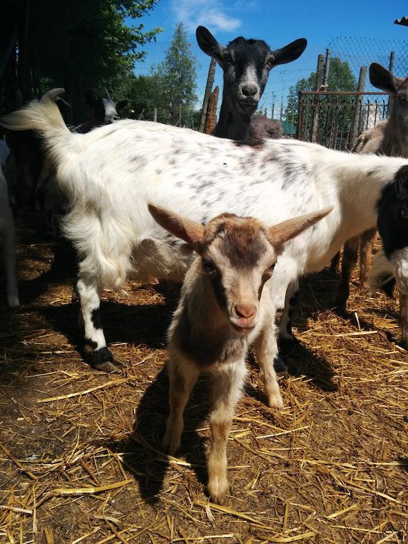 הוילה Campagna Lupia Agriturismo La Chioccia מראה חיצוני תמונה